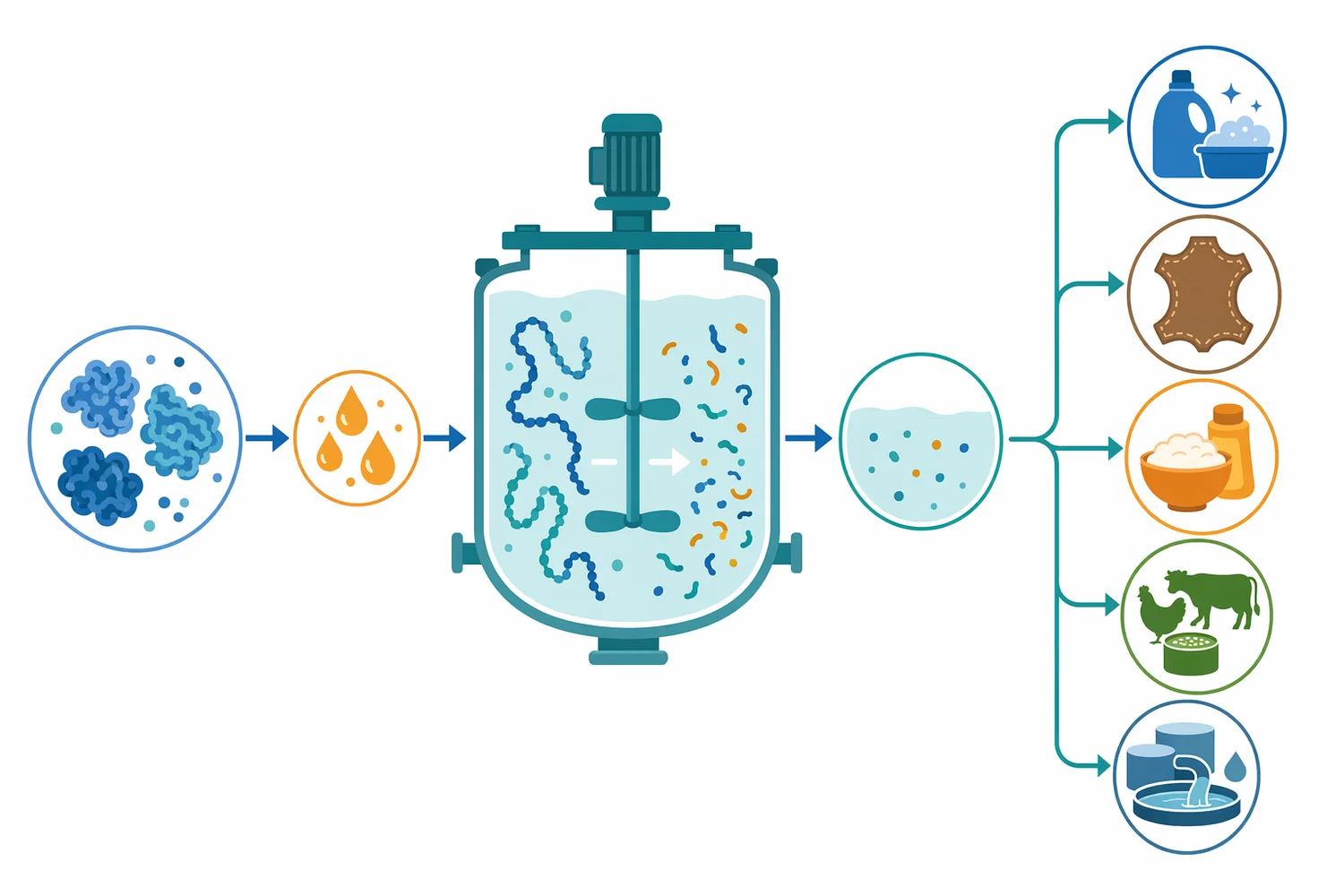 In cleaning, protease weakens the protein scaffold of a stain so surfactants, builders and agitation can disperse the released residues.