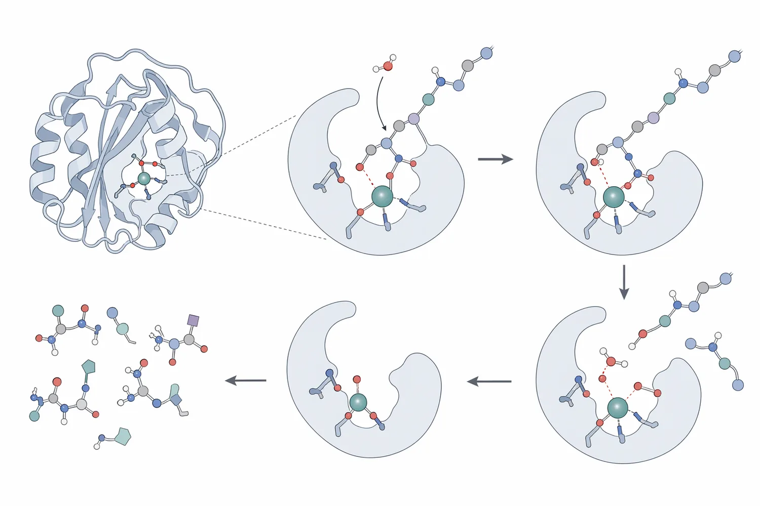 Neutral protease hydrolyzes peptide bonds in proteins under near-neutral conditions to produce soluble peptides and amino acids.
