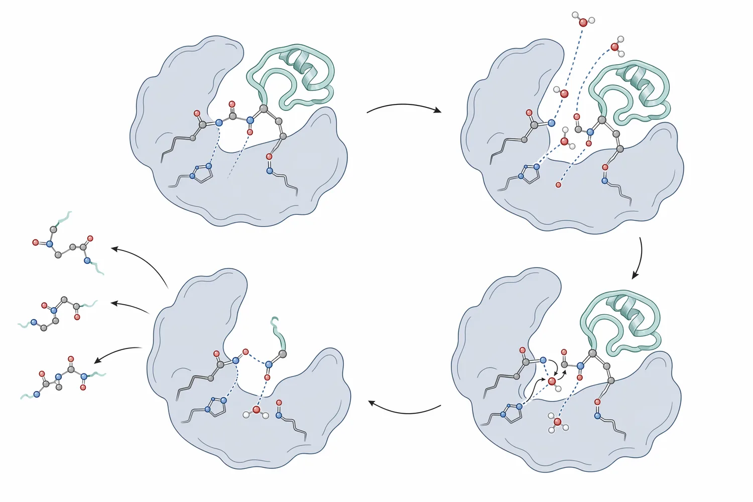 Neutral protease hydrolyzes peptide bonds by using water to split large proteins into shorter peptides and amino acids under mild conditions.