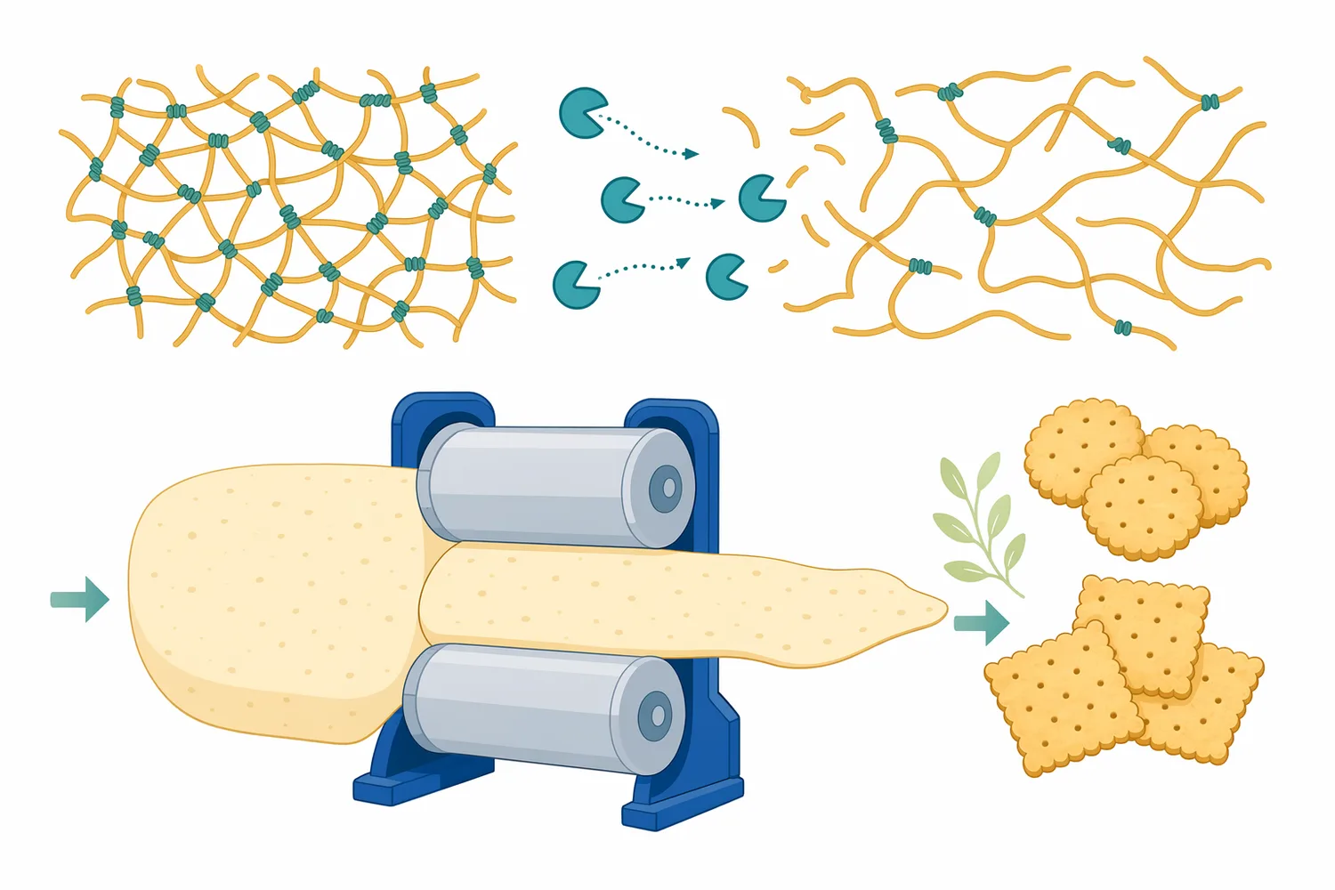 Partial proteolysis can relax gluten networks and change dough handling and bite texture.
