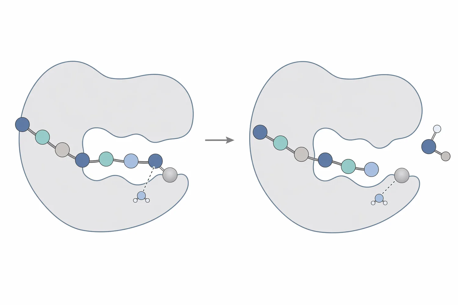 Aminopeptidase acts as an exopeptidase by removing residues stepwise from the free N-terminal end of peptide fragments.