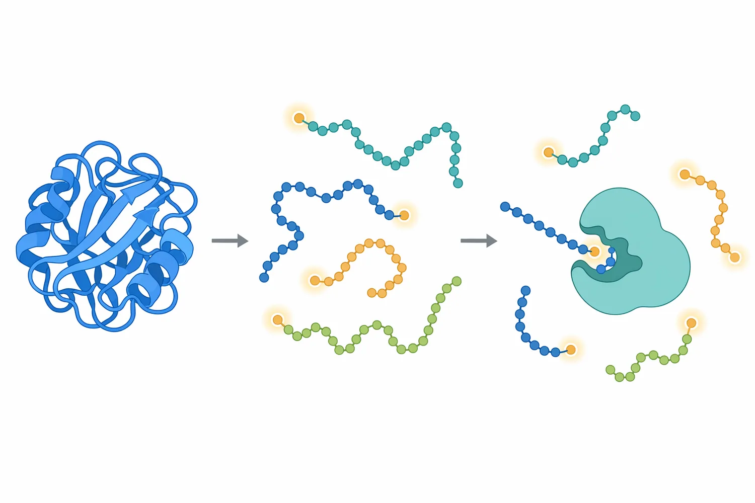 Prior unfolding or primary hydrolysis can expose peptide ends that aminopeptidase needs for productive trimming.