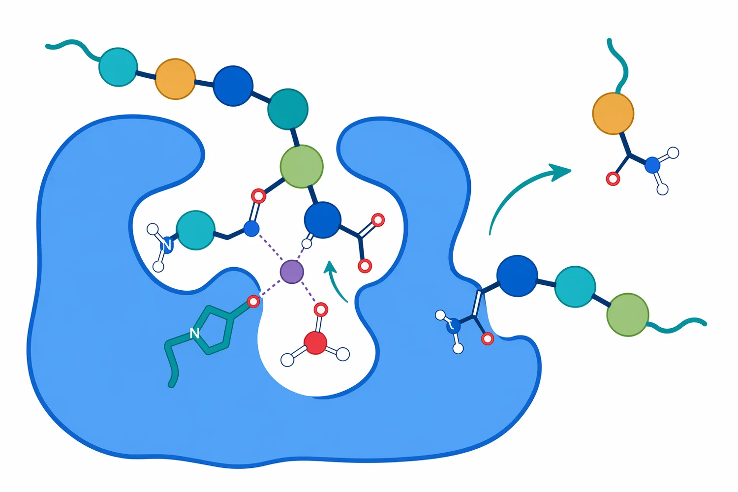 Many aminopeptidases use a metal-dependent active site to activate water and accelerate peptide-bond hydrolysis.