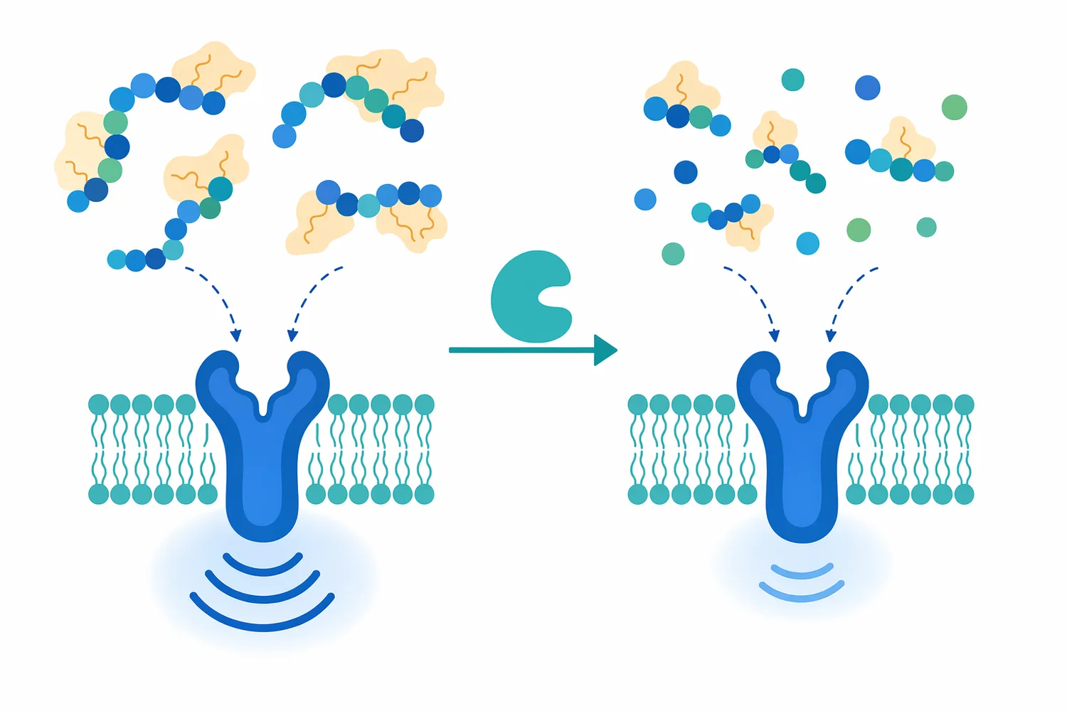 In some food hydrolysates, aminopeptidase can reduce bitterness by changing the peptide molecules themselves.