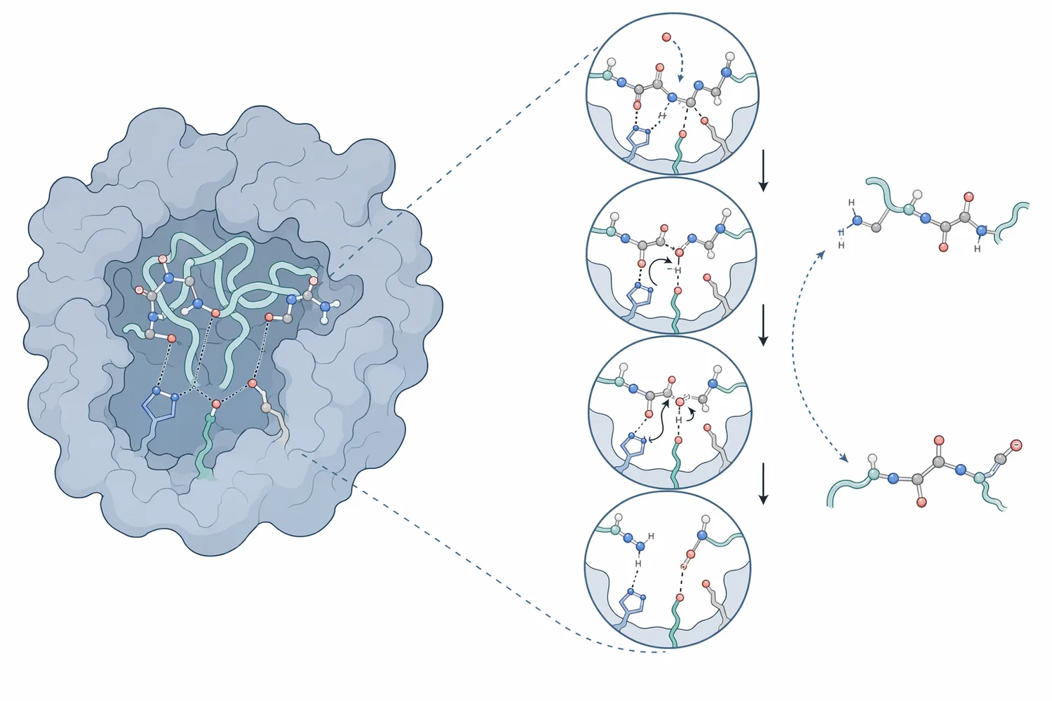 Alcalase acts as an alkaline endoprotease that cleaves internal peptide bonds and converts large proteins into smaller peptide fragments.