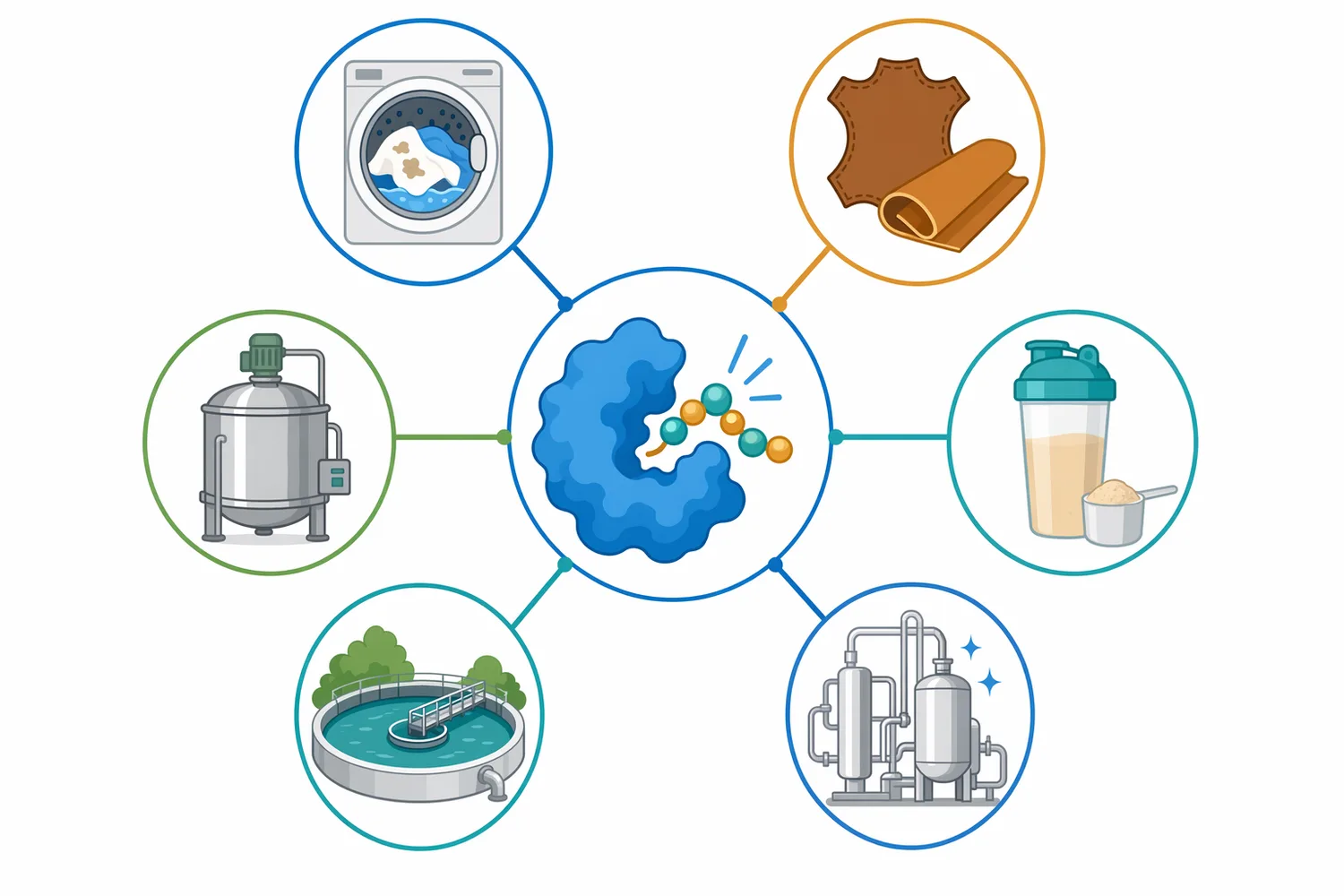 Alcalase is used across plant, marine, animal, and dairy protein streams to generate hydrolysates with altered solubility, digestibility, and peptide functionality.