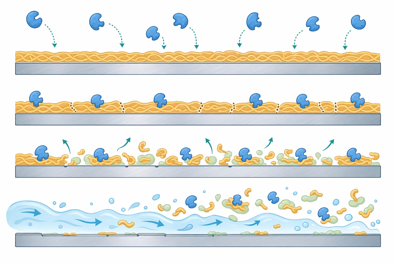 Protease cleavage can break a cohesive protein soil network into smaller fragments that detach and rinse more readily.