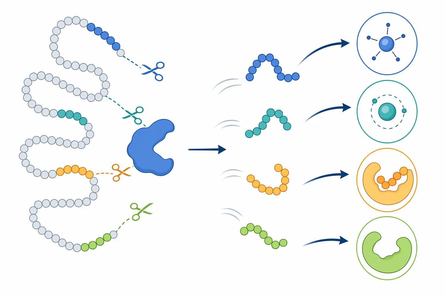 Bioactive peptide studies evaluate sequences released from parent proteins after enzymatic hydrolysis rather than new molecules added by the enzyme.