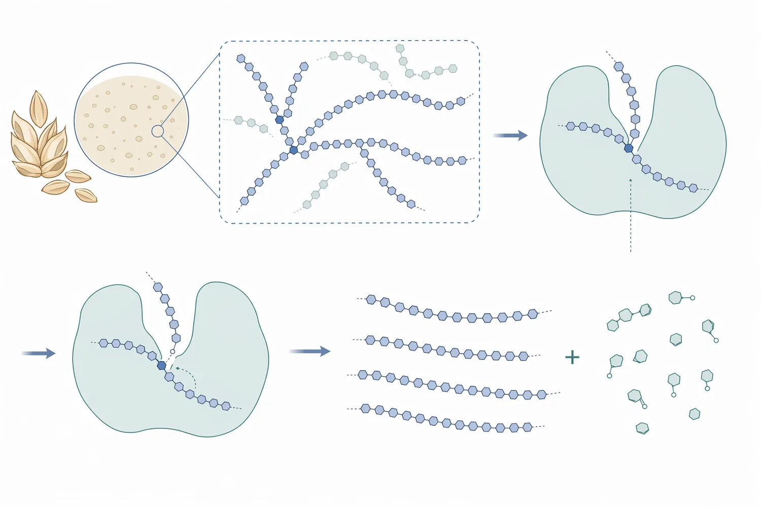 Pullulanase cleaves α-1,6 branch points in amylopectin-derived dextrins, making the fragments more accessible to saccharifying enzymes.