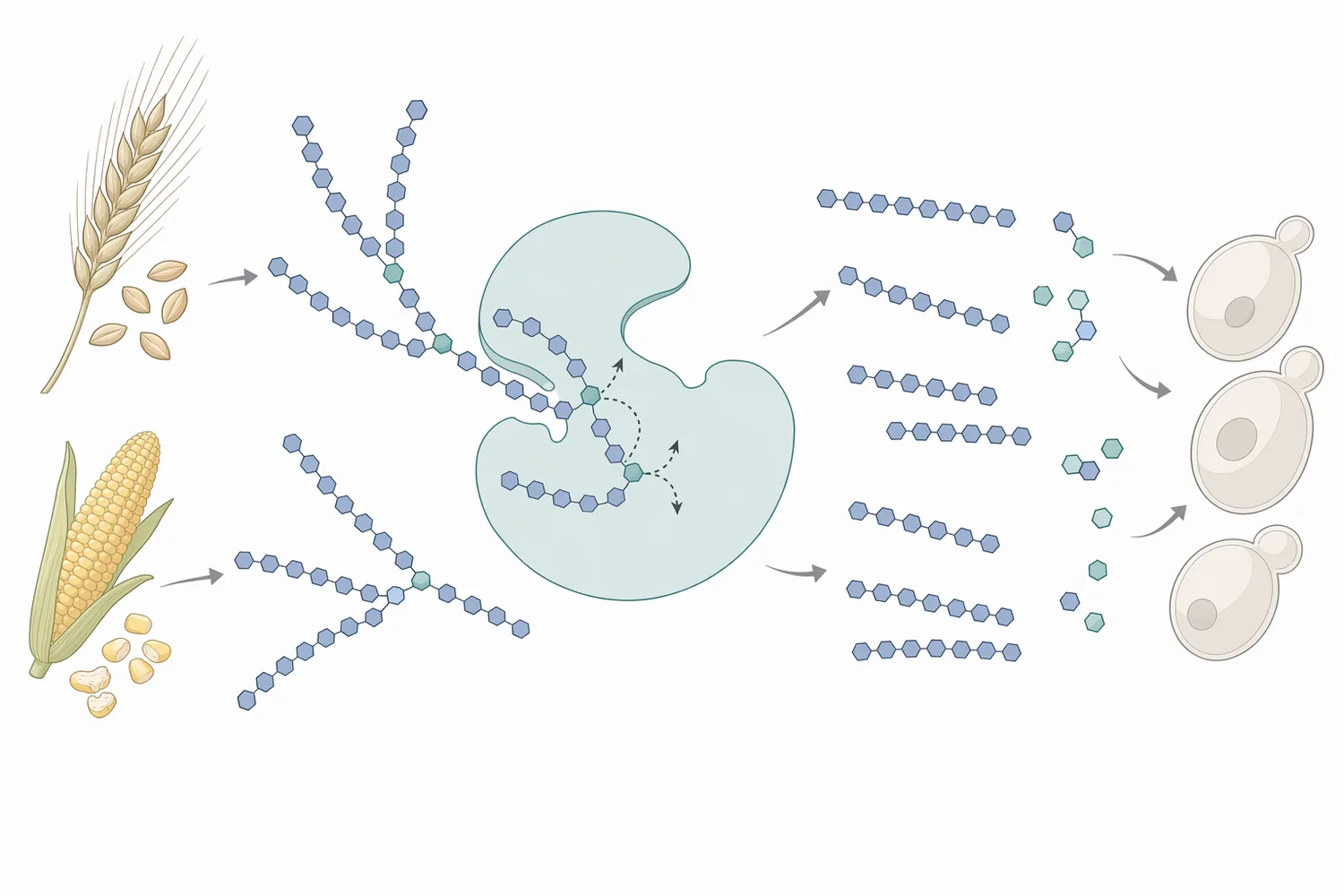 Pullulanase cleaves α-1,6 branch points in amylopectin-derived dextrins, making the fragments more accessible to saccharifying enzymes.