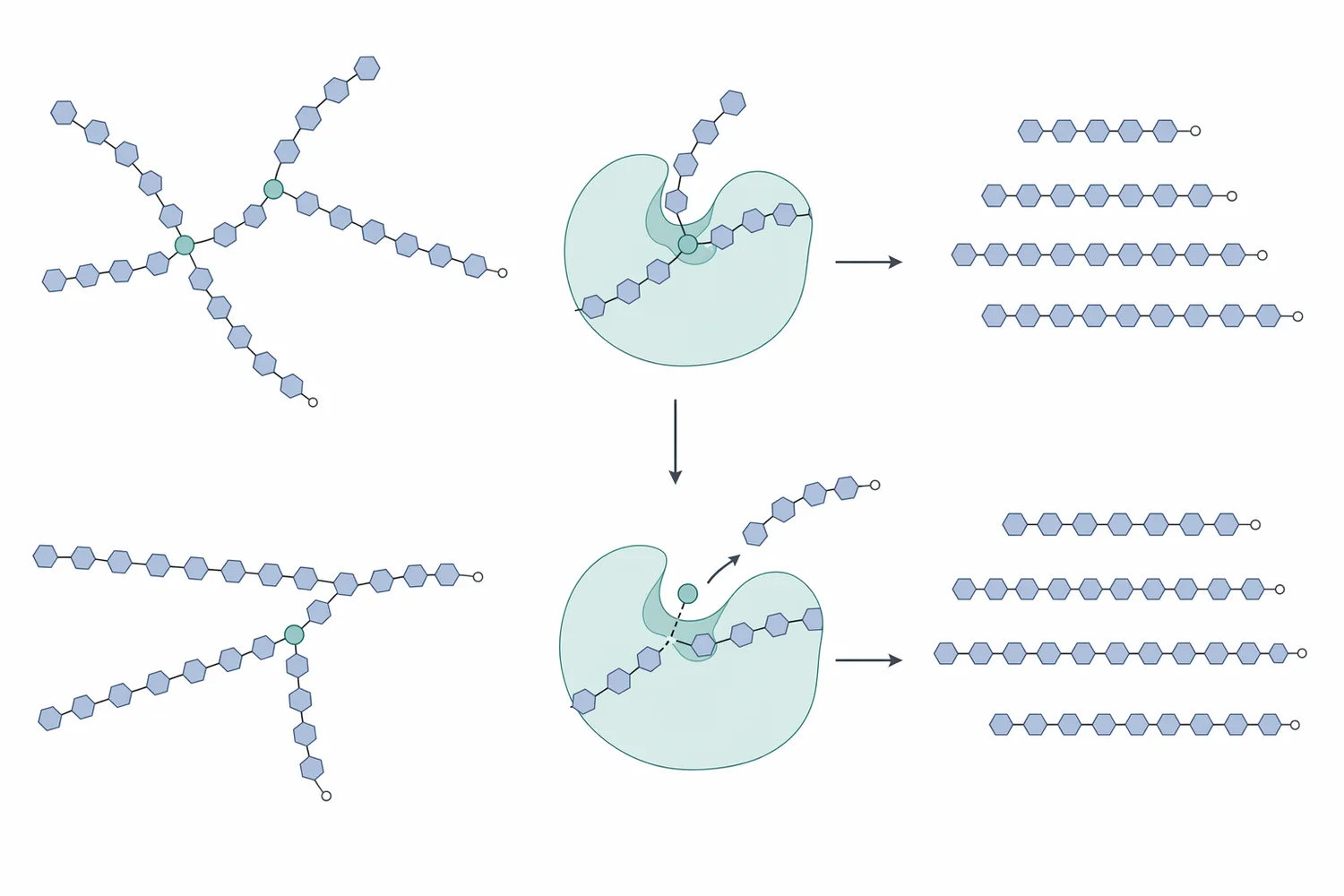 Pullulanase cleaves α-1,6 branch linkages in amylopectin-derived dextrins, producing more linear glucan chains for downstream hydrolysis.