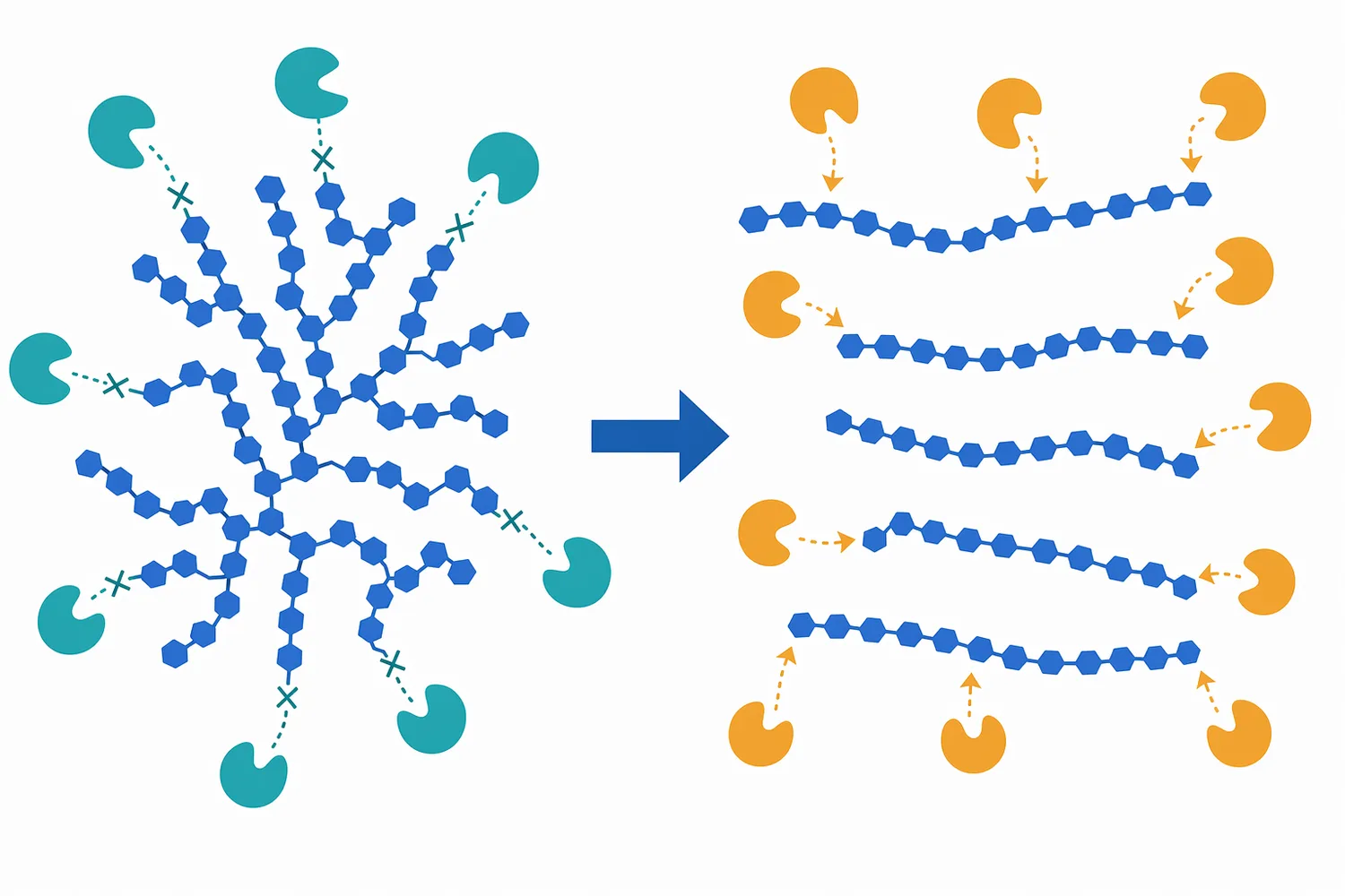 Debranching changes the geometry of the dextrin pool by removing branch barriers and increasing accessible linear chain regions.