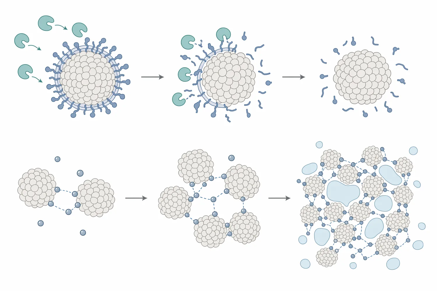 Papaya-source rennet coagulates milk by proteolytically destabilizing casein micelles so they aggregate into curd.
