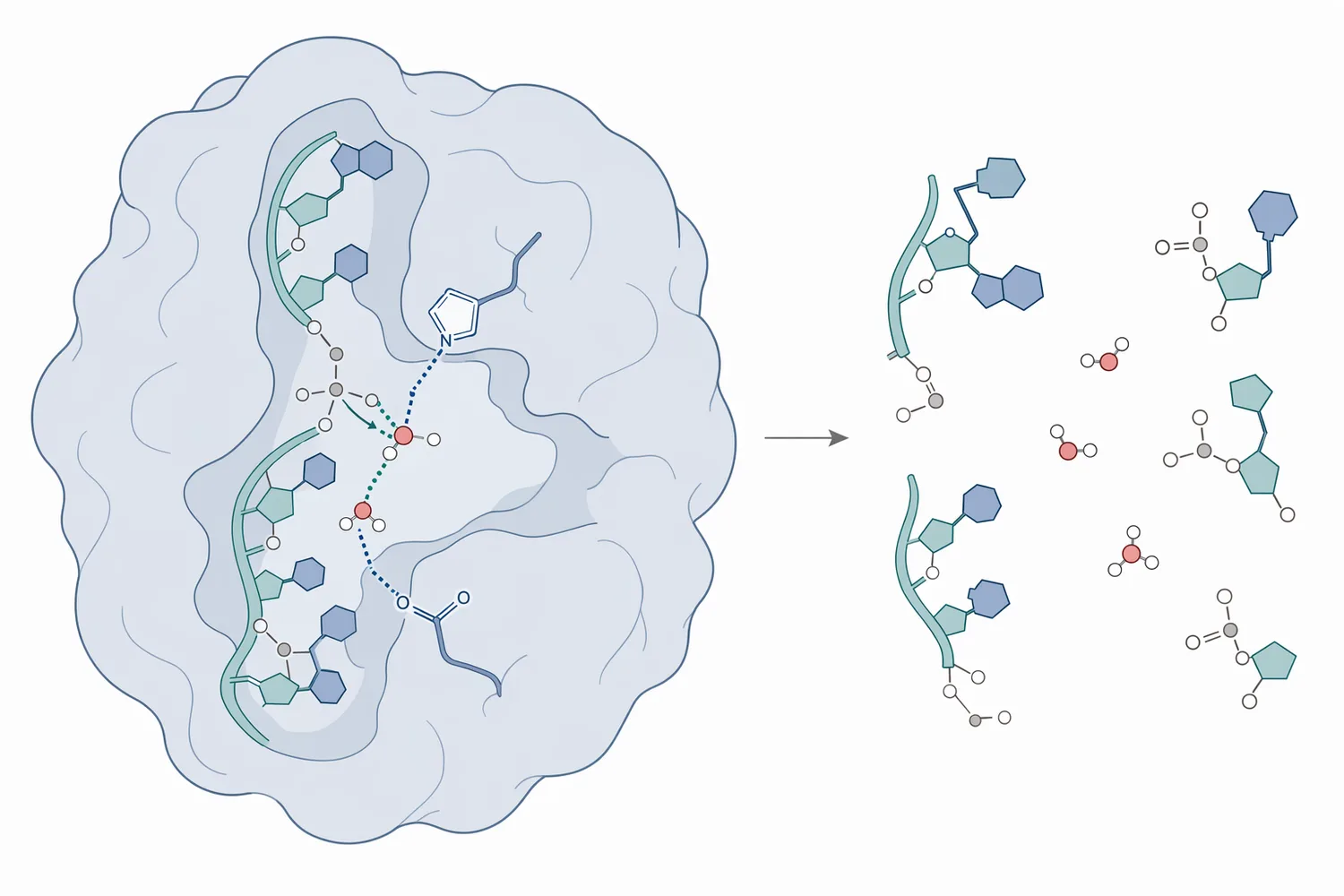 Ribonuclease cleaves phosphodiester bonds in RNA to convert long RNA strands into shorter phosphate-ended fragments.