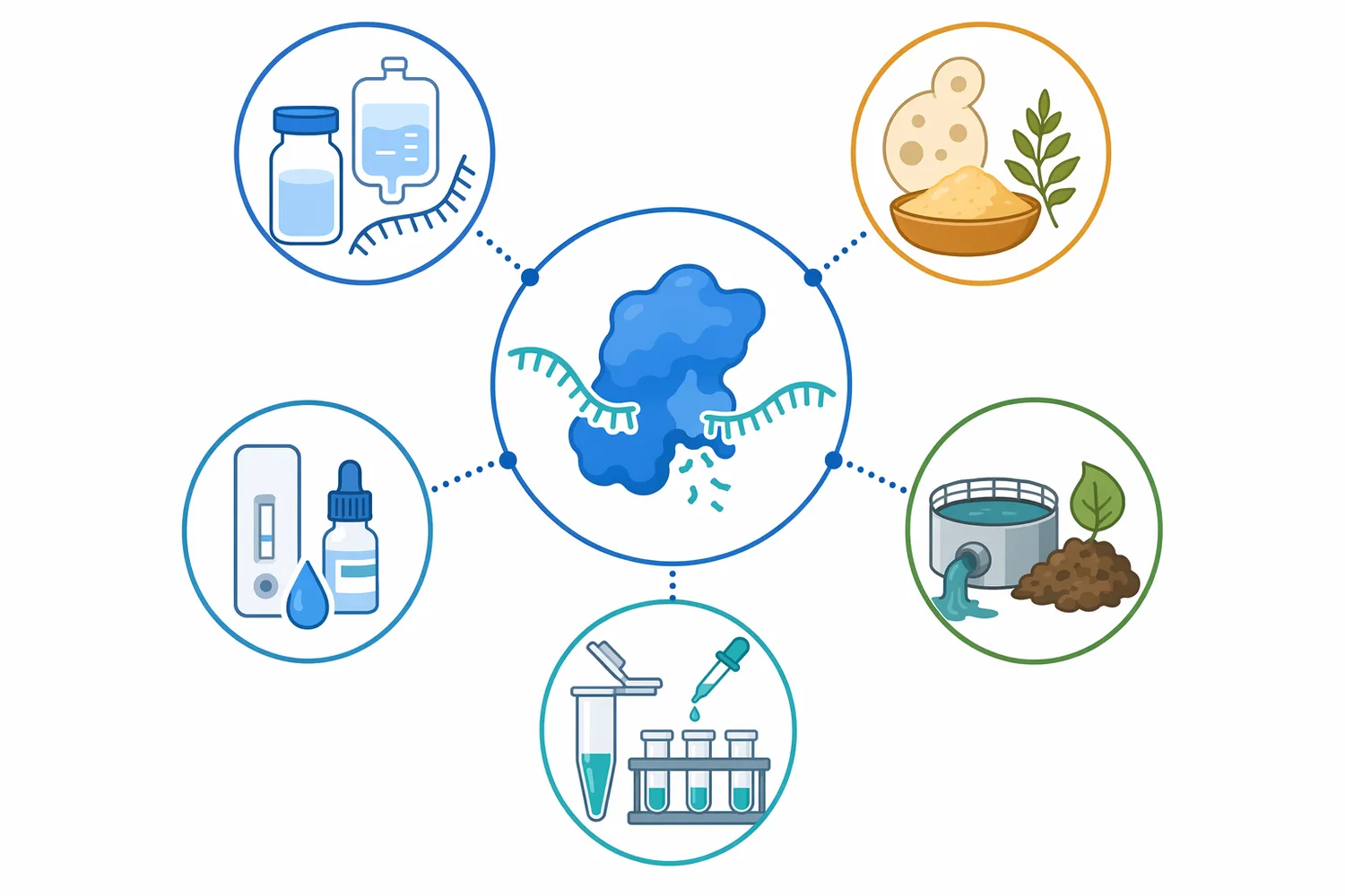 Ribonuclease is useful in non-RNA workflows such as genomic DNA preparation, plasmid cleanup, lysate clarification, and recombinant protein processing where RNA is an impurity.