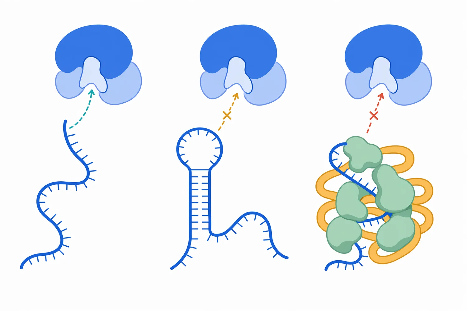 Ribonuclease performance depends on whether RNA is chemically compatible with the enzyme and physically accessible in the process matrix.