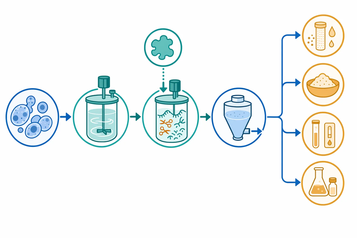 In DNA extraction, ribonuclease treatment is used after lysis to reduce RNA interference while preserving DNA as the intended nucleic-acid target.