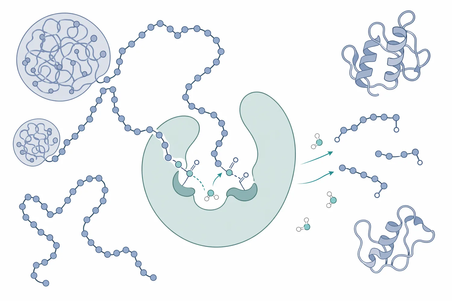 Protease hydrolysis converts intact soy storage proteins into a distribution of shorter peptides with altered size, charge exposure, hydration behavior, and surface chemistry.
