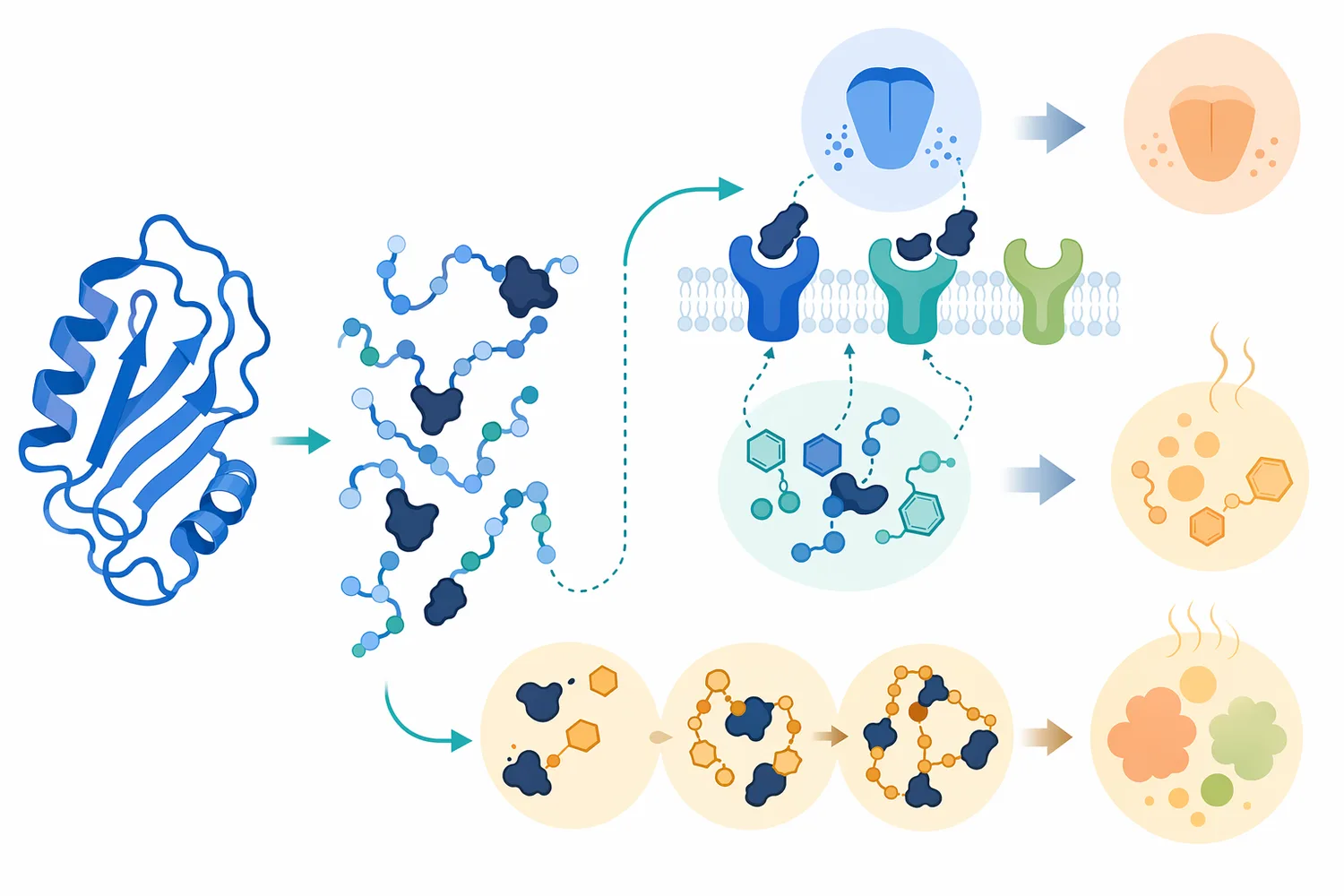 Hydrolysis can expose hydrophobic peptide sequences that contribute bitterness and alter binding of soy off-flavor compounds.