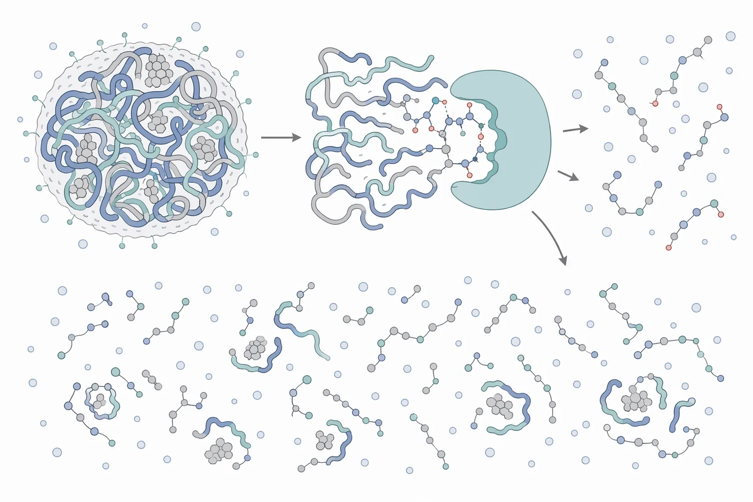 Soy protein modification enzymes act by either cleaving peptide bonds into smaller peptides or forming covalent links between protein chains.