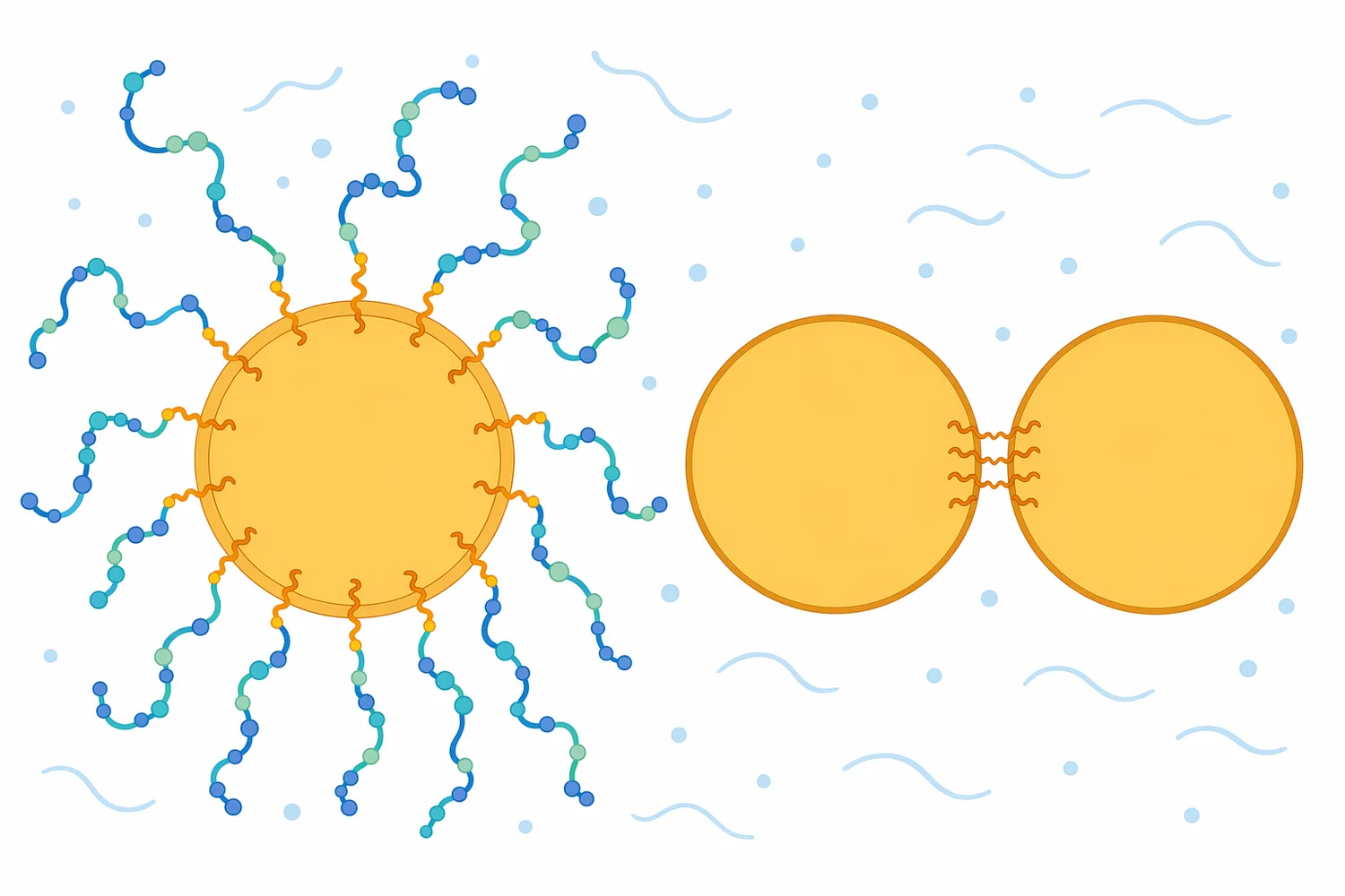 Controlled hydrolysis can help soy peptides migrate to oil-water interfaces and form films that stabilize emulsions.