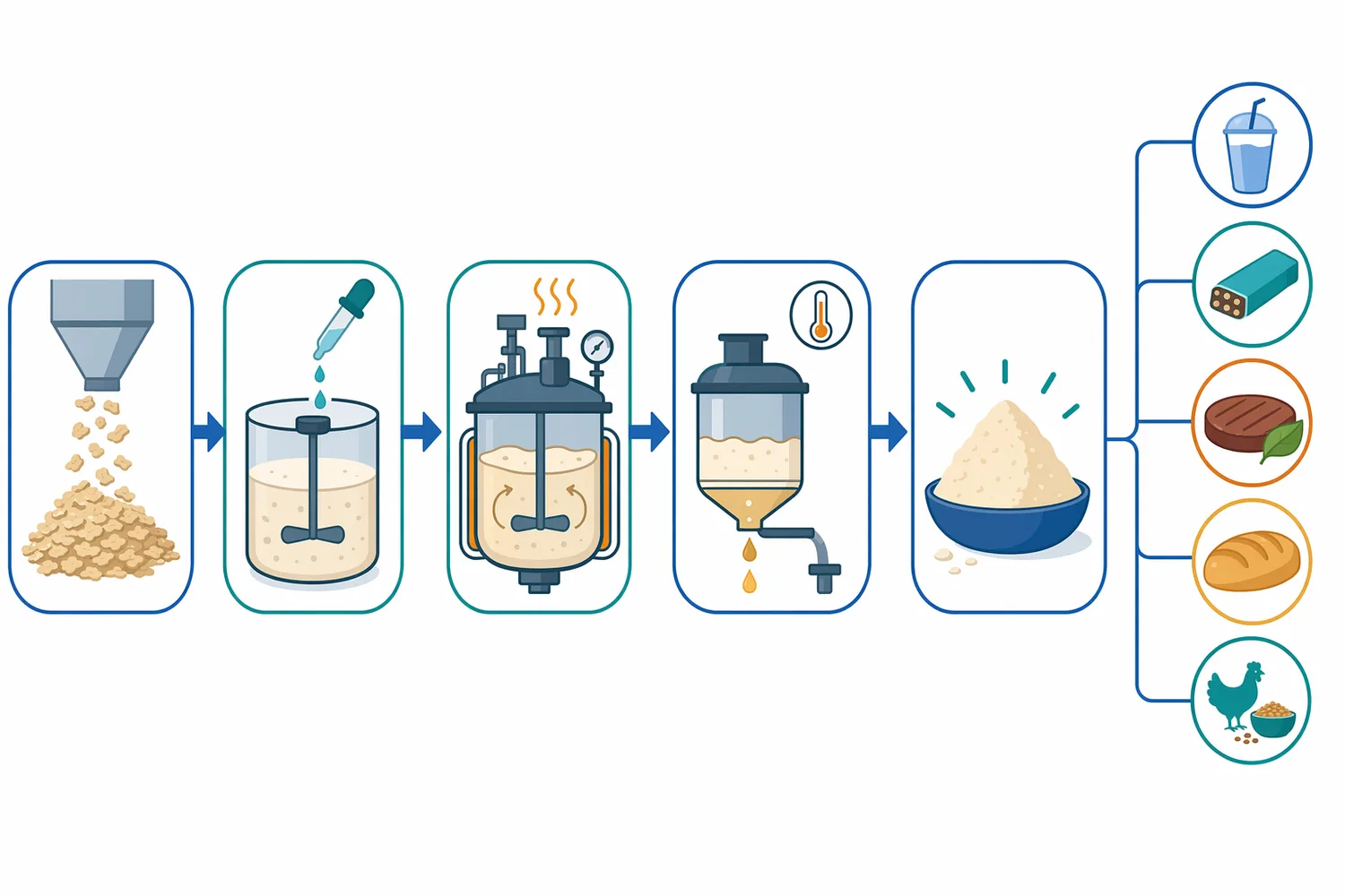 A typical soy protein modification process involves hydration, controlled enzyme reaction, monitoring of treatment extent, and downstream stabilization or formulation.