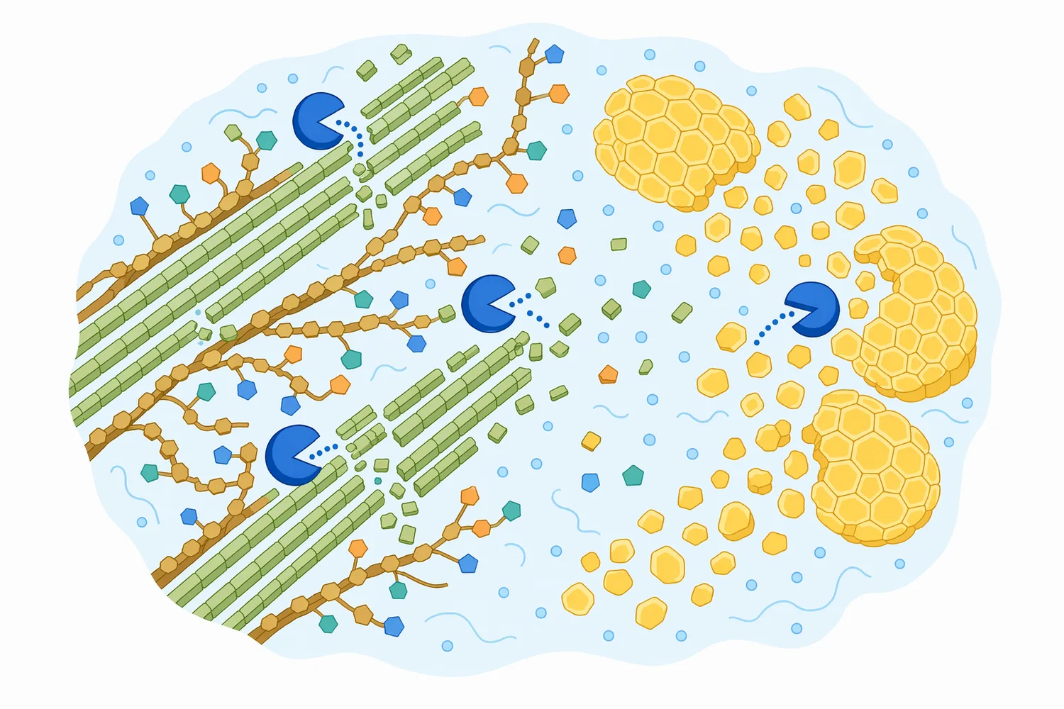 Carbohydrate-active hydrolysis can loosen bran-rich cell-wall structures and increase access to soluble carbohydrate fractions.
