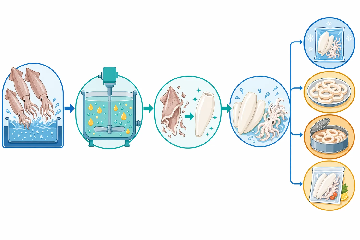 An enzyme-assisted squid peeling line combines aqueous enzyme contact with gentle agitation, rinsing, and light mechanical removal to produce a cleaner mantle surface.