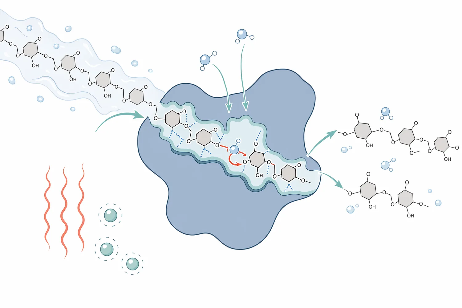Alpha-amylase rapidly lowers starch paste viscosity by making internal alpha-1,4 cuts in amylose and amylopectin to form shorter dextrins and soluble carbohydrates.