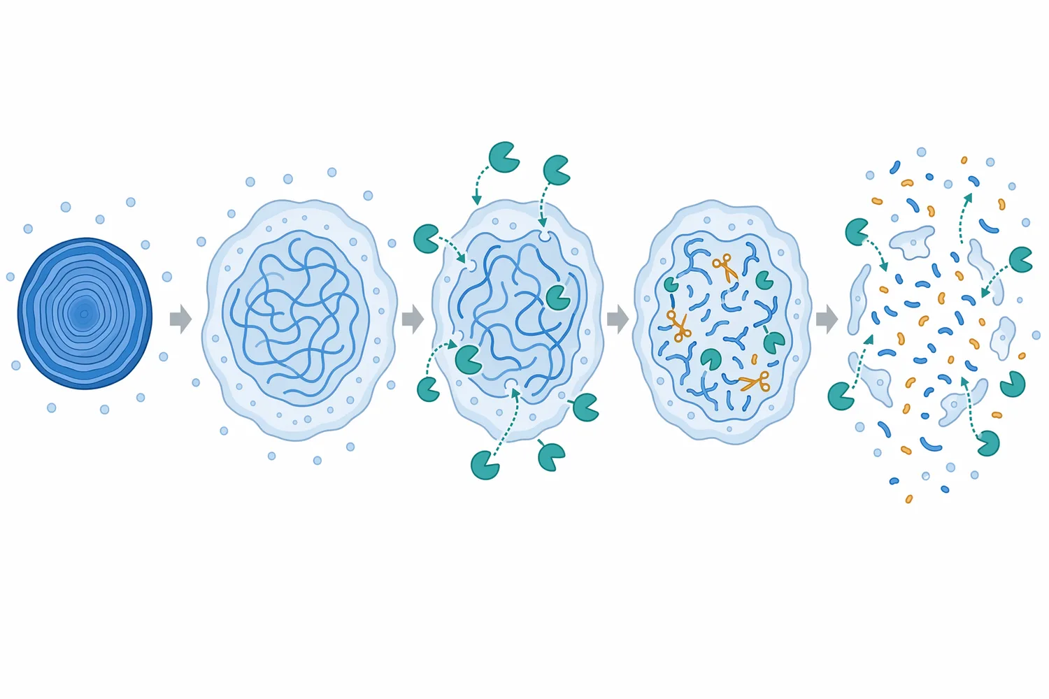 Initial hydrolysis can create pores and expose more starch chains, allowing progressive enzyme access through the granule structure.