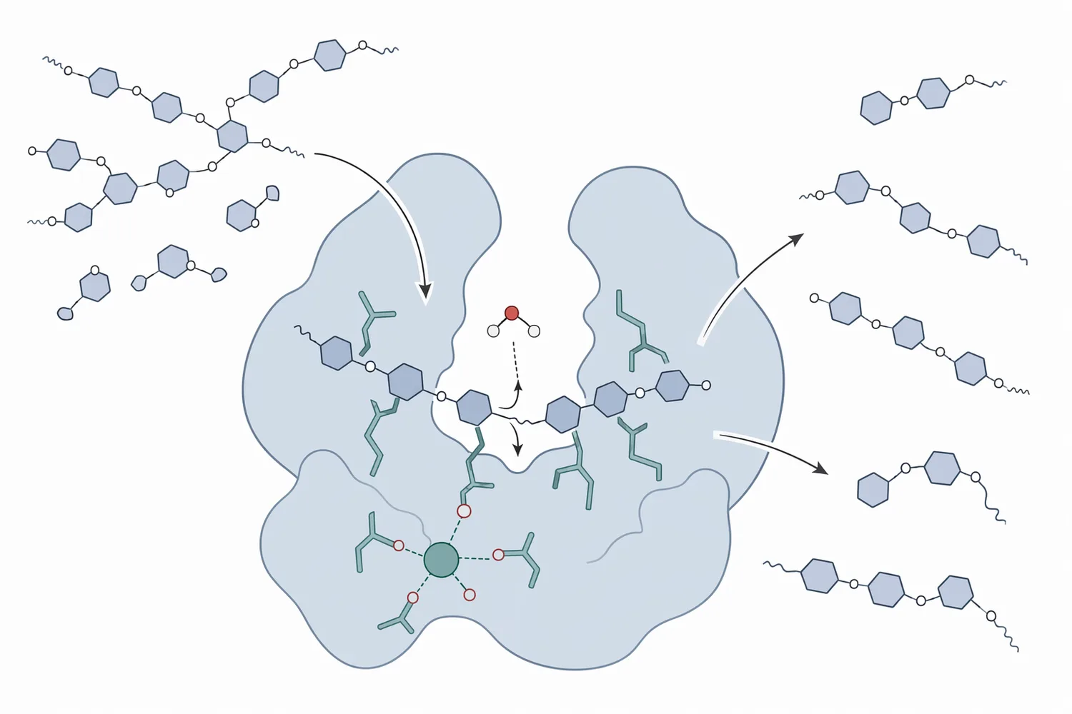 Bacterial alpha amylase liquefies gelatinized starch by cleaving internal α-1,4 bonds in amylose and amylopectin to form shorter dextrins and oligosaccharides.