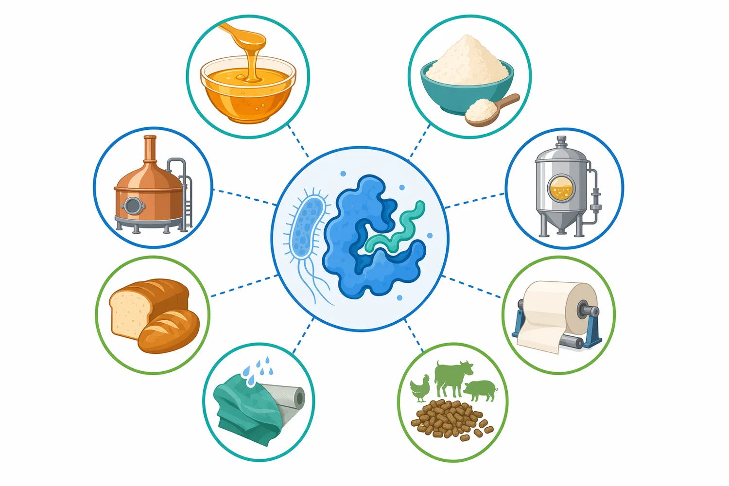 The same α-1,4 starch-hydrolysis chemistry supports food starch processing, sweetener intermediates, brewing and fermentation, textile desizing, paper applications, and starch-residue cleaning.