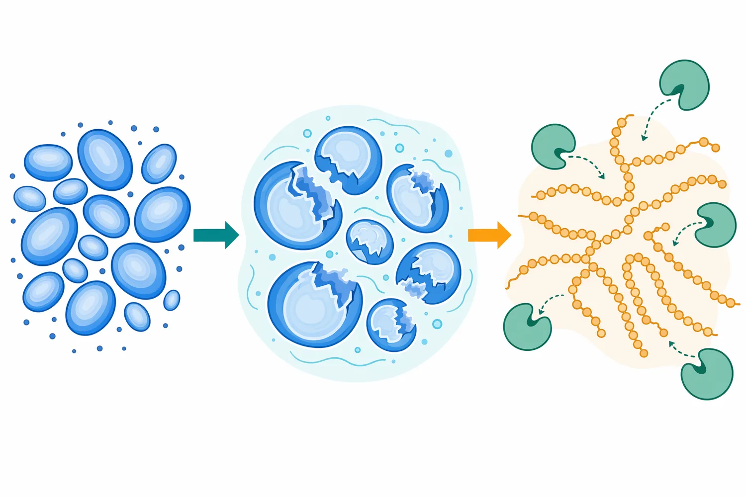 Gelatinization opens starch structure and increases enzyme access to hydrolysable α-1,4 linkages.
