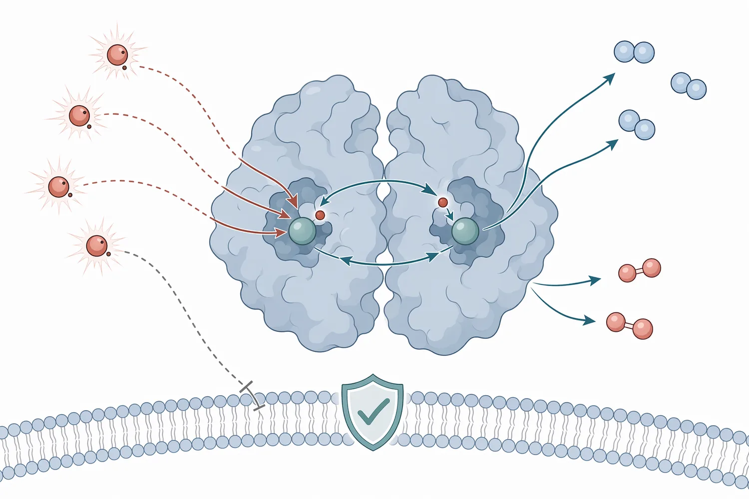 Superoxide dismutase catalyzes the conversion of two superoxide radicals and two protons into oxygen and hydrogen peroxide.