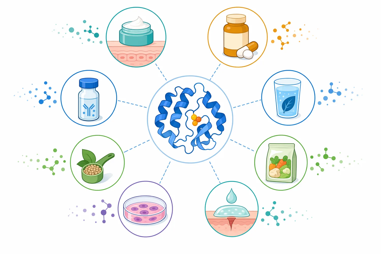 SOD is relevant to supplement, cosmetic, food and beverage, and research concepts because each can use targeted superoxide control differently.
