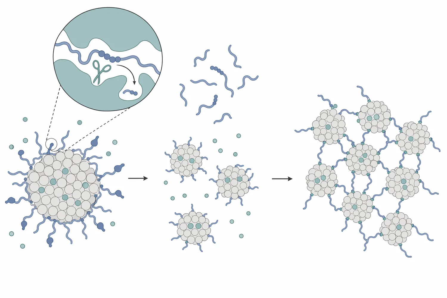 Rennet initiates cheese curd formation by enzymatically destabilizing casein micelles so they can aggregate into a gel network.