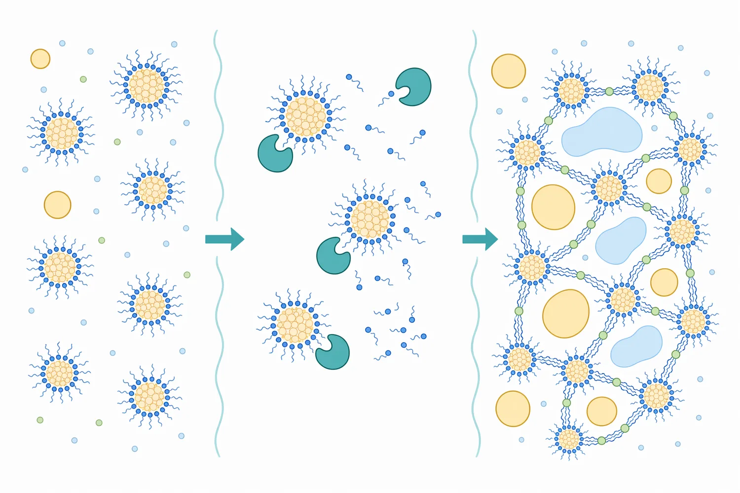 Enzymatic cleavage of the micelle surface is followed by calcium-mediated aggregation and gel formation.