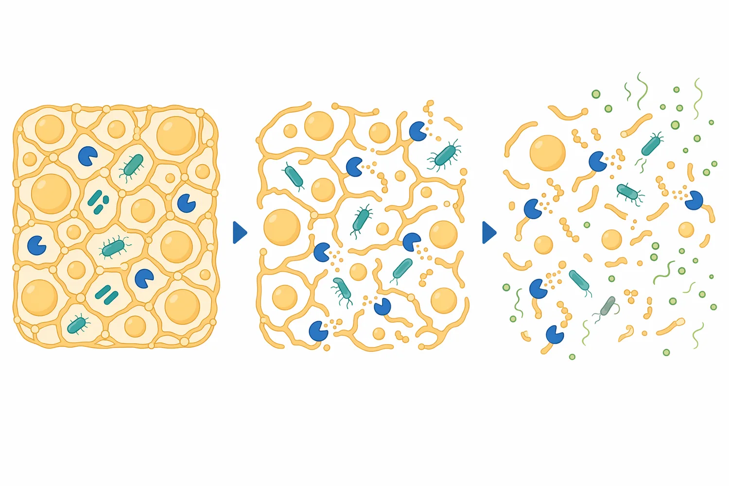Residual coagulant activity, cultures, and other enzymes can continue modifying the rennet-set matrix during ripening.