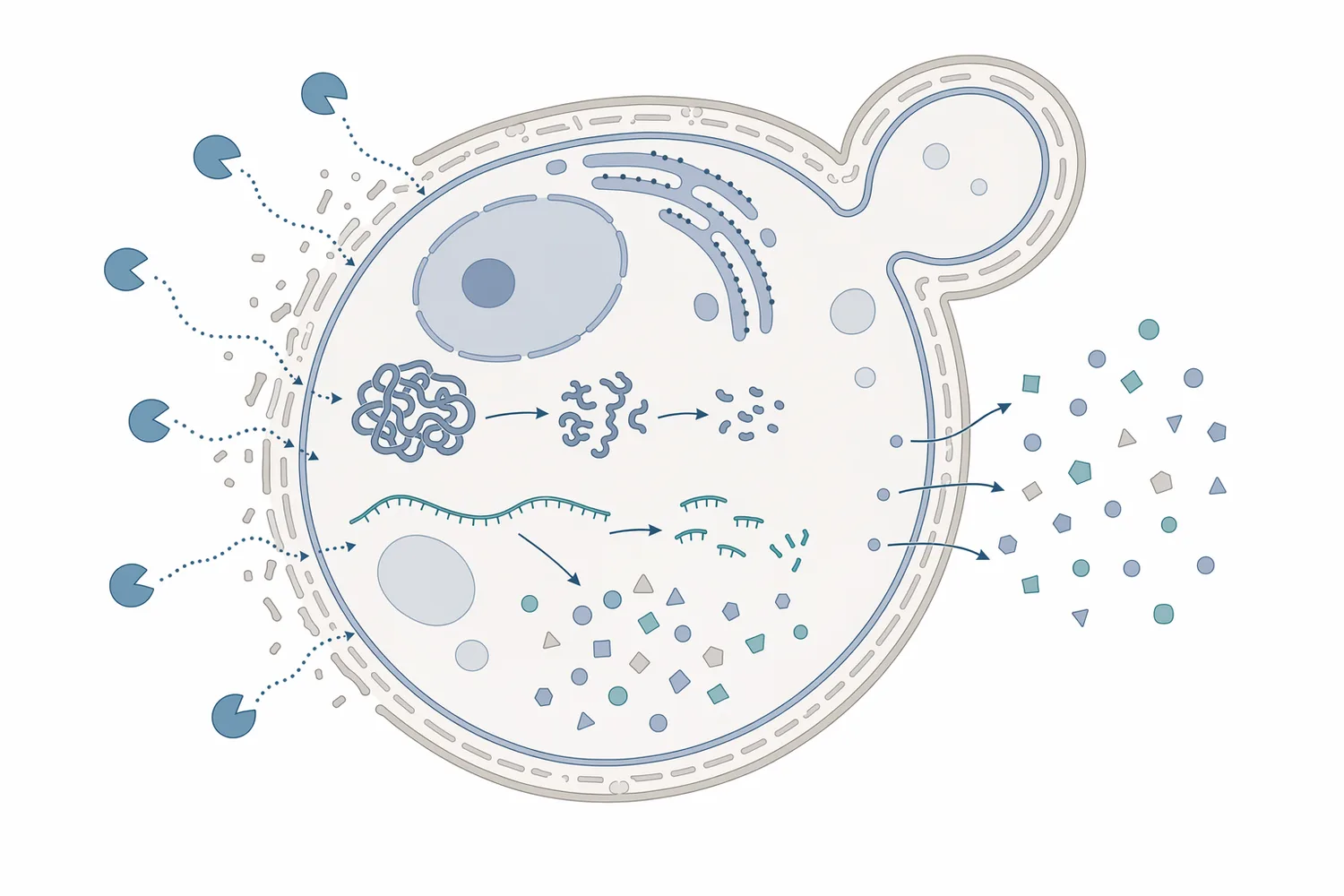 Enzyme-assisted hydrolysis cleaves yeast proteins into peptides and amino acids while helping soluble intracellular materials move into the liquid phase.