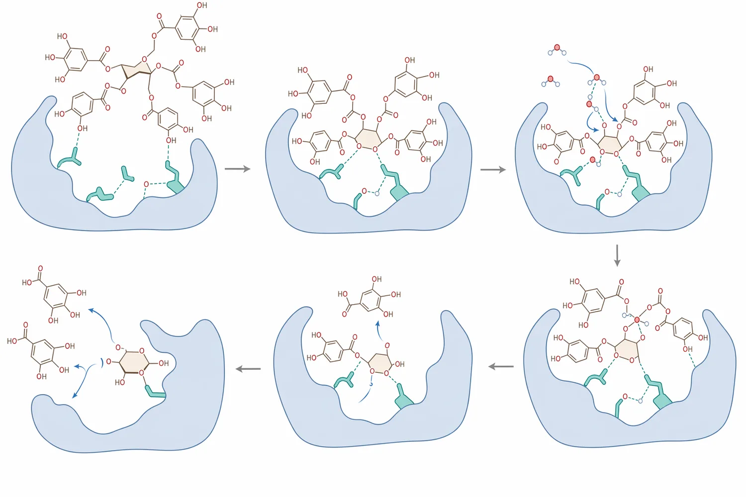 Tannase converts large hydrolysable tannins and gallate esters into smaller phenolics such as gallic acid, reducing their tendency to form insoluble complexes.