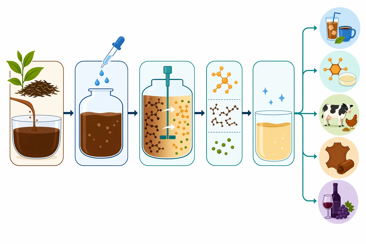 In tea processing, tannase degalloylates tea polyphenols before downstream separation to reduce tea cream, haze and cold insolubility.