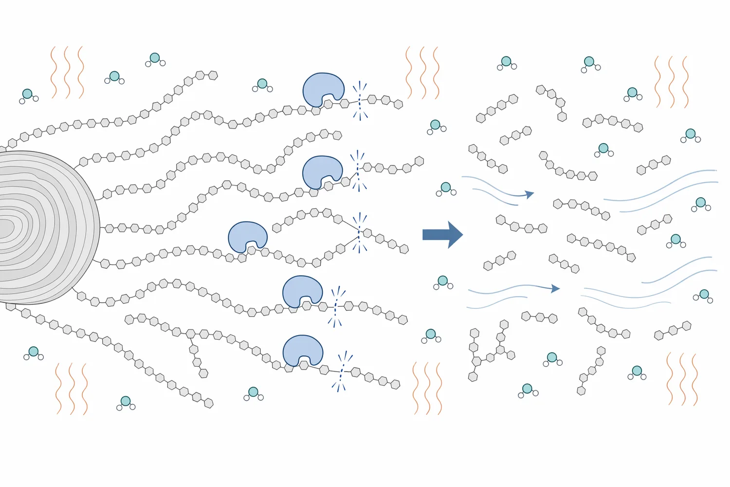 Thermostable alpha amylase liquefies starch by cleaving internal α-1,4 glycosidic bonds in amylose and amylopectin to form dextrins and maltooligosaccharides.