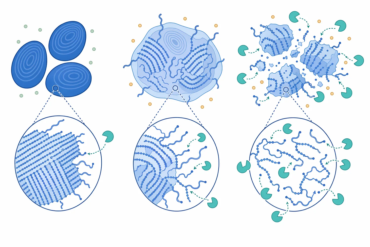 Granule structure, gelatinization, and physical disruption affect how readily alpha amylase can reach starch α-1,4 bonds.