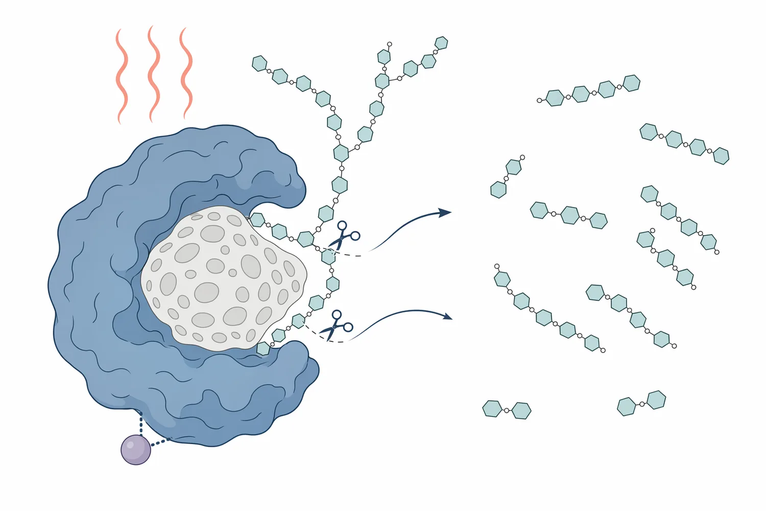 Thermostable alpha amylase acts upstream of fermentation by cutting internal α-1,4 bonds in starch to form shorter dextrins.