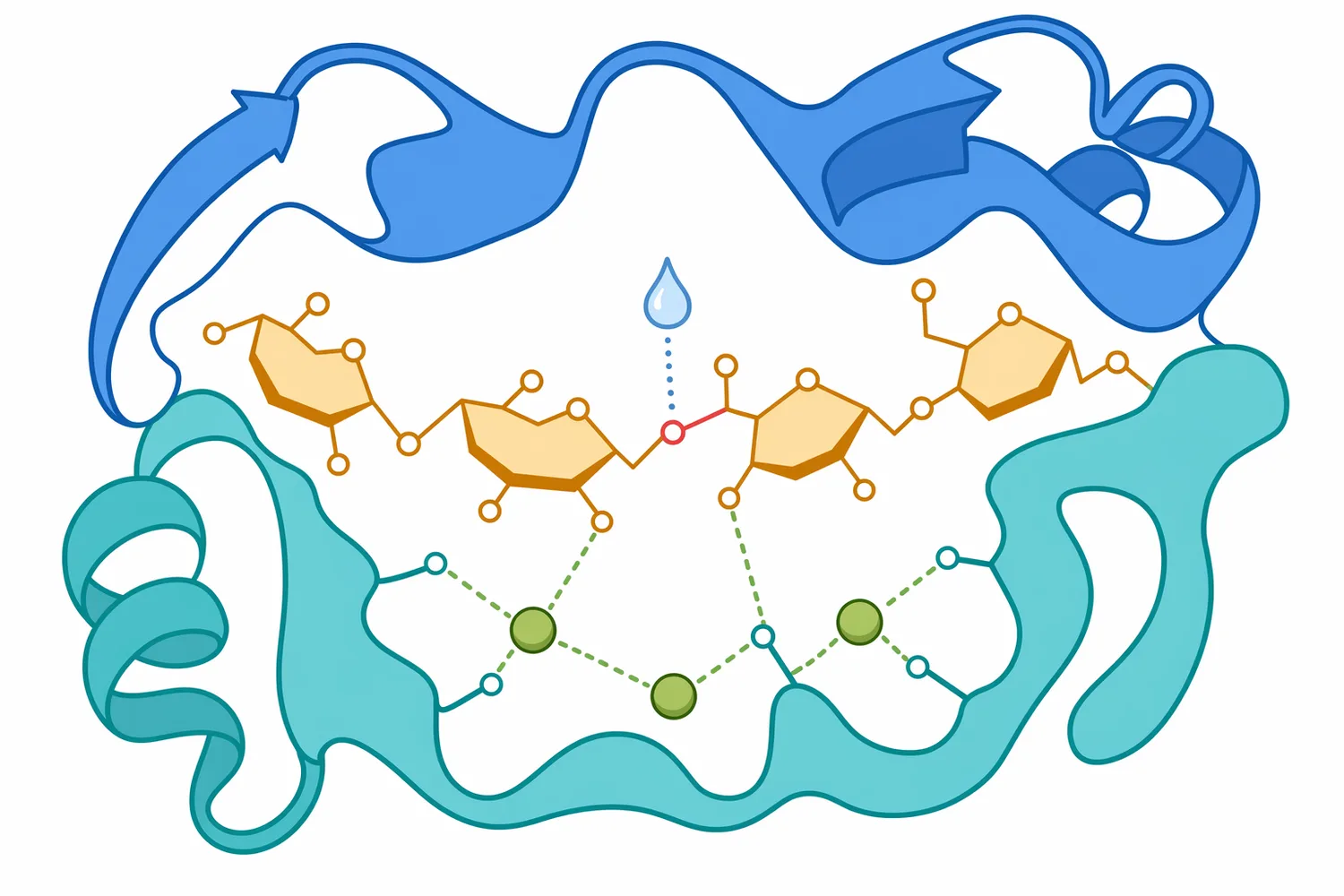 Metal ions such as calcium can help stabilize alpha-amylase binding regions that support substrate recognition and catalysis.