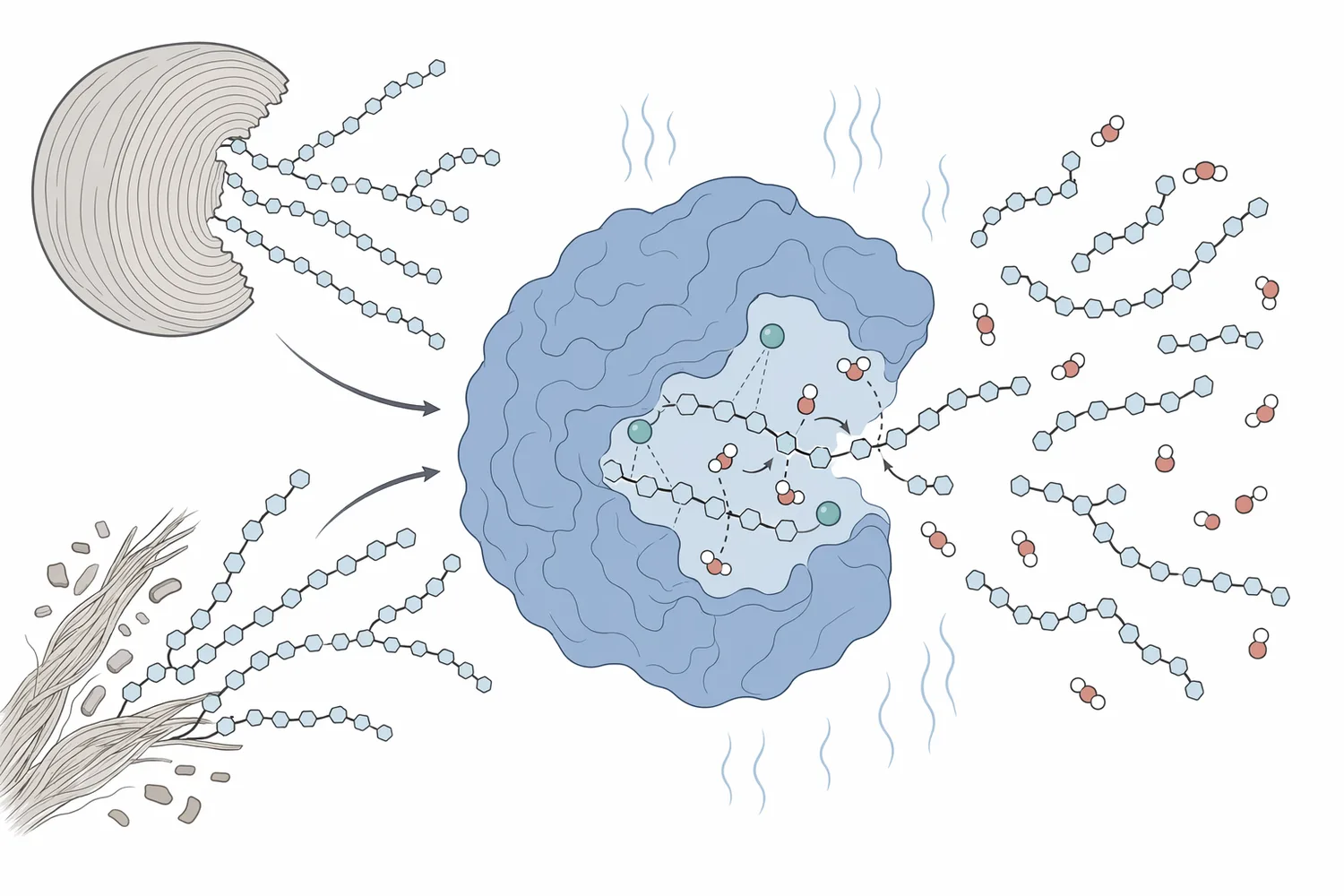 Alpha-amylase is an endo-acting enzyme that cleaves internal α-1,4 linkages in amylose and amylopectin to form shorter dextrins and maltooligosaccharides.