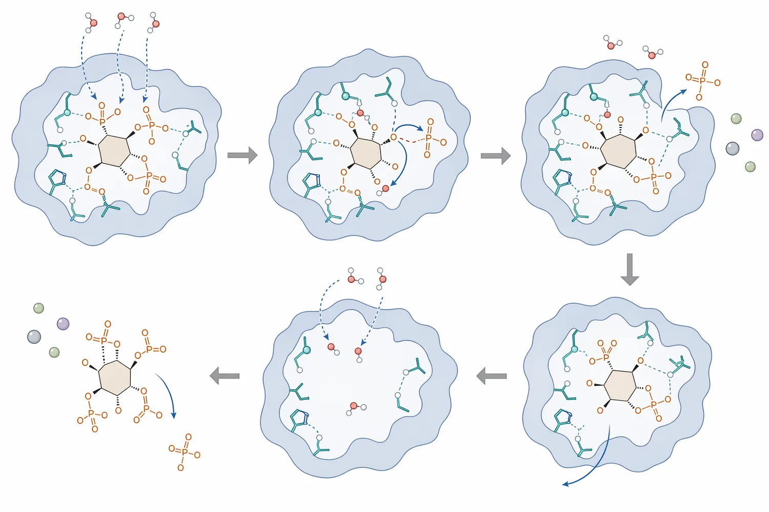 Phytase hydrolyzes phosphate ester bonds on phytate, releasing inorganic phosphate and forming lower inositol phosphate products.
