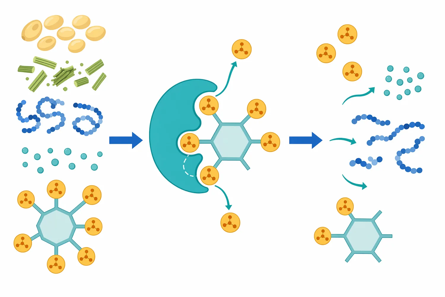 Stepwise phytate dephosphorylation reduces negative charge density and weakens phytate binding to minerals and proteins in the feed matrix.