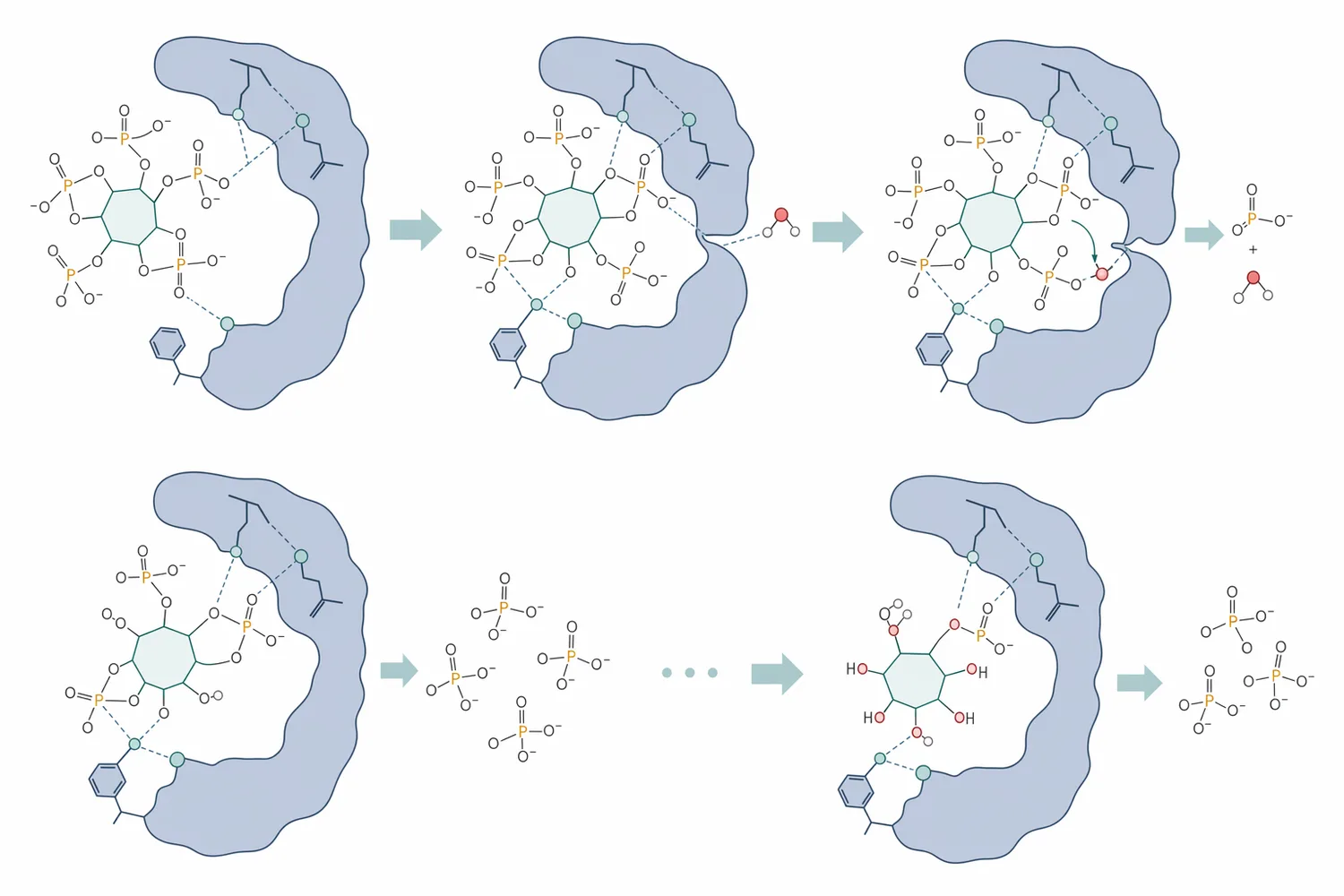 Phytase hydrolyzes phosphate ester bonds on phytate, converting IP6 into lower inositol phosphates and releasing inorganic phosphate.
