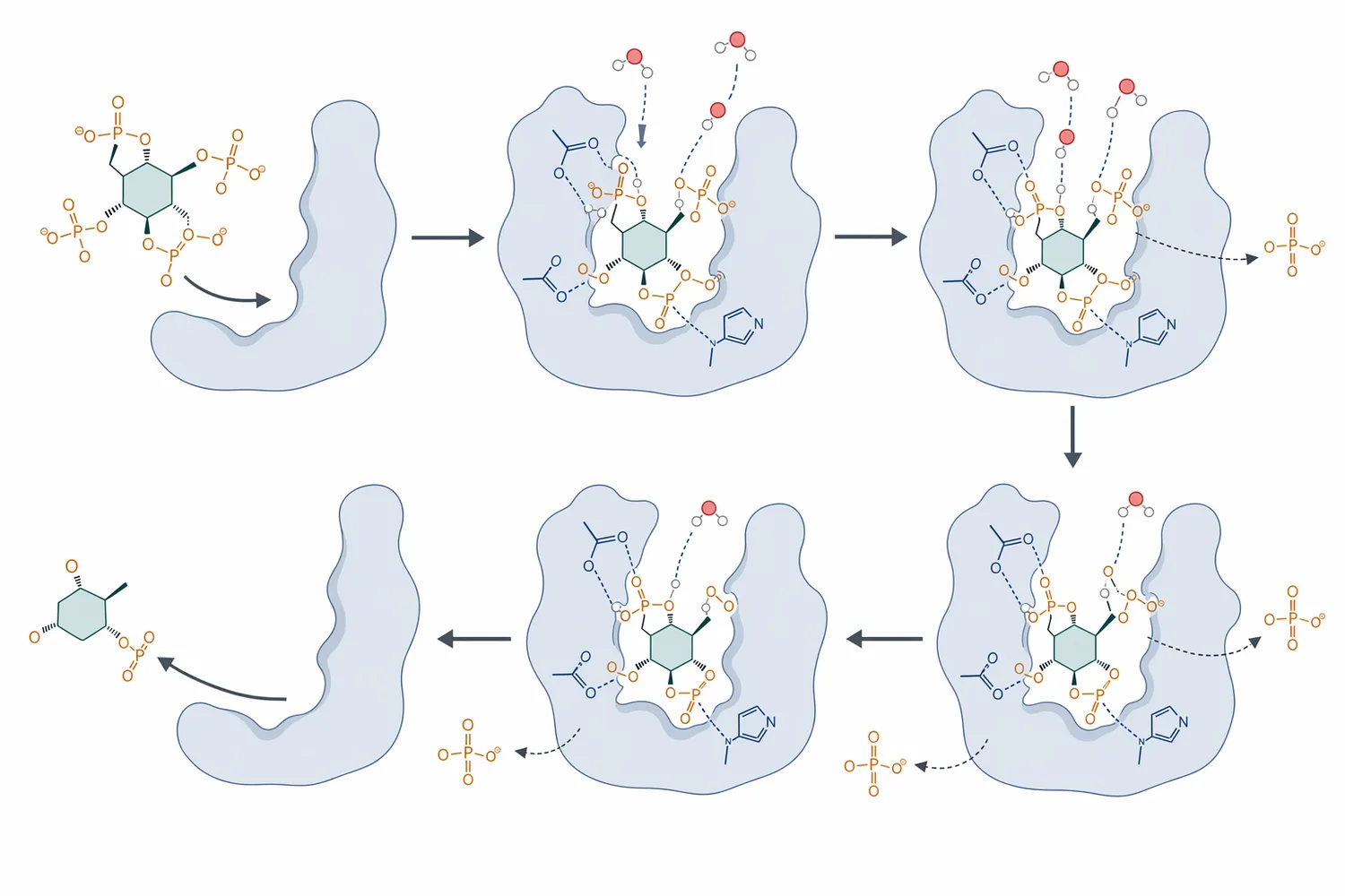 Phytase hydrolyzes phosphate ester bonds on phytate, releasing inorganic phosphate and reducing phytate’s mineral-binding capacity.